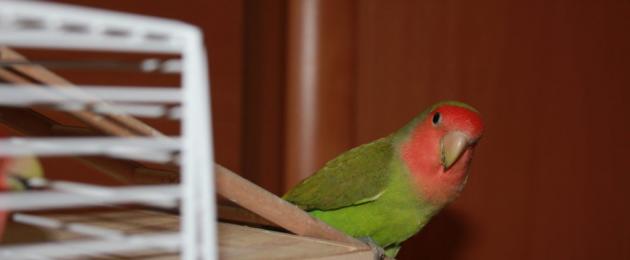 რატომ აწკაპუნებს თუთიყუში ენაზე?  როგორ გავიგოთ თუთიყუში: ჩიტის ჟესტები.  როდის ხდება ეს