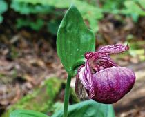 Кращі види орхідей венерин черевик для вашого саду Опис: Черевик здутий