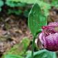 De bästa typerna av damtoffelorkidéer för din trädgård Beskrivning: Svullen tofflor