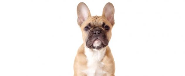 Solrosolja för hundar: fördelar och skador.  Naturlig hundmatning Kan hundar ha olivolja?