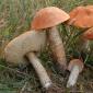 Как научиться распознавать трубчатые грибы Грибы коричневые на тонкой ножке какие бывают