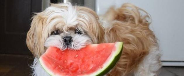 Kokius vaisius gali valgyti šuniukas?  Ar šunims galima duoti melioną?  Pagrindinis mitas yra tai, kad melionų šuns organizmas nevirškina.