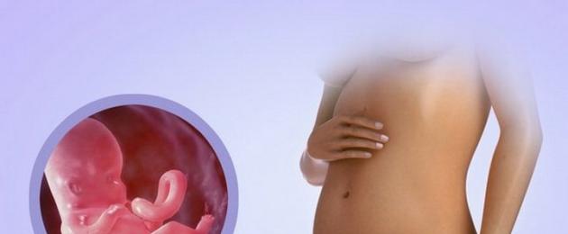 Вагітність по триместрах: розвиток плода та відчуття жінки.  Що потрібно знати про триместри вагітності по тижнях, як поводитися в першому, другому і третьому?  Перший другий третій триместр вагітності
