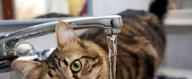 Kodėl katė mažai geria?  Katė negeria vandens, ką turėčiau daryti?  Vandens atsisakymo priežastys