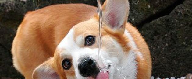 Сколько воды нужно собаке. Сколько воды должна пить собака? Какой водой поить собаку