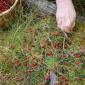 Cranberry harvesting countries.  Berry plantations.  How cranberries are grown in Russia.  Cranberries - general information and varieties