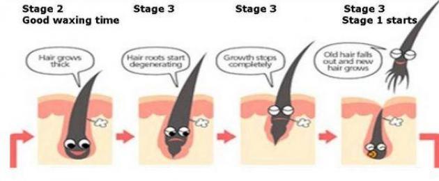 3 faser av hårväxt.  Faser av hårväxt.  Hår hos människor i olika åldrar