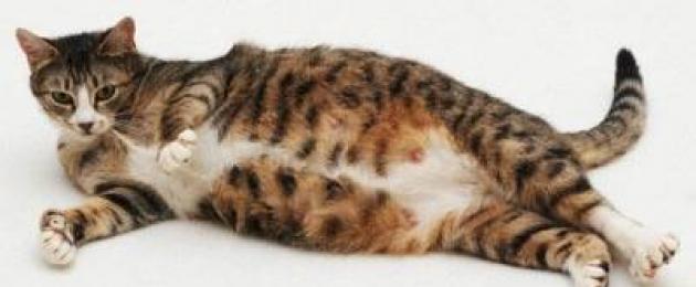 Gyvūnų nėštumo nutraukimas.  Abortas katėms.  Kačių nėštumo nutraukimas Ankstyvojo kačių nėštumo nutraukimas