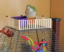 Корисні іграшки для хвилястого папуги