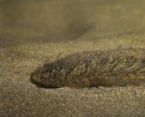 What group of animals does the sea mouse belong to?