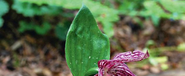 Skon är svullen.  De bästa typerna av damtoffelorkidéer för din trädgård Beskrivning: Svullen tofflor
