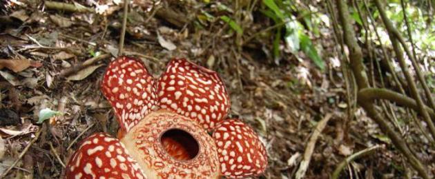 Rafflesia Arnoldi merupakan bunga terbesar di dunia.  Bunga Rafflesia Arnoldi Rafflesia Arnoldi