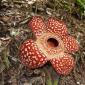 Bunga Rafflesia Arnoldi Rafflesia Arnoldi