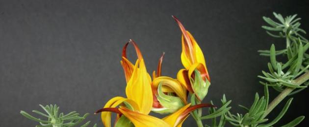 Ховор цэцэгсийн тухай мессеж.  ОХУ-ын хамгийн ховор ургамал.  Зураг дээр chastuha өвс шиг харагдаж байна