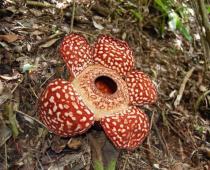 Rafflesia Arnoldi Цэцэг Rafflesia Arnoldi